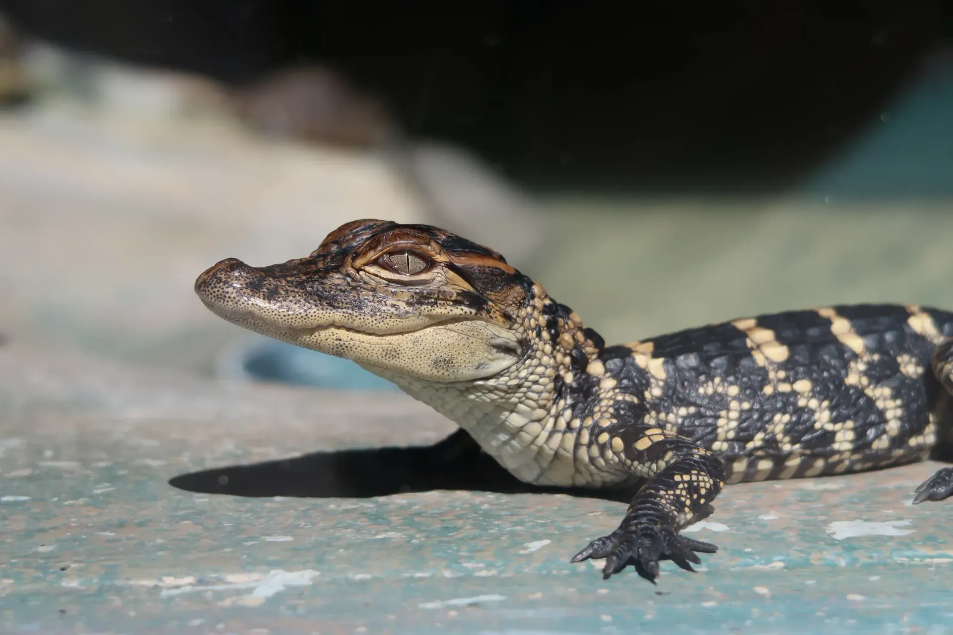 A small alligator is standing on a concrete surface.
