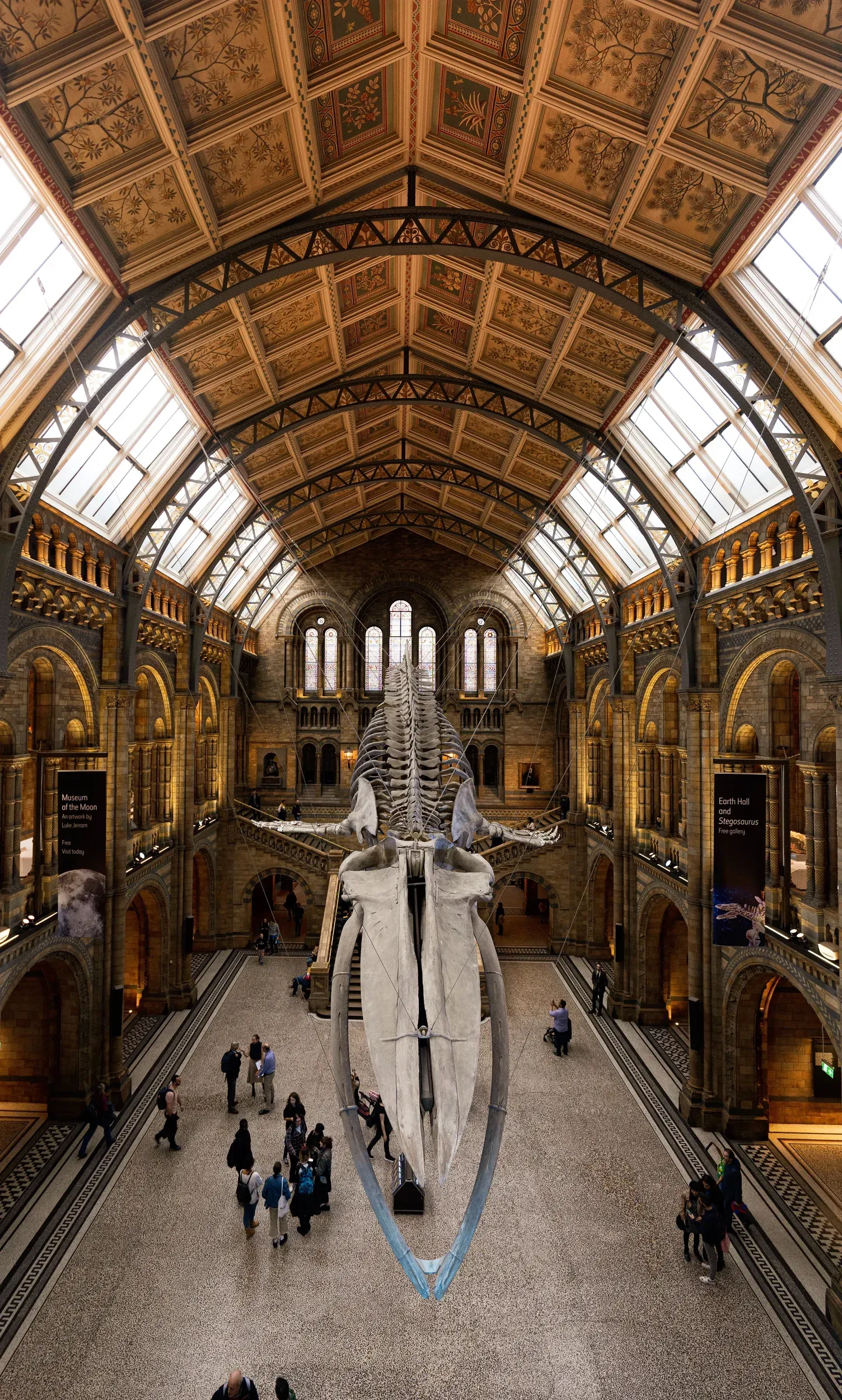 A large whale skeleton is hanging from the ceiling of a museum.