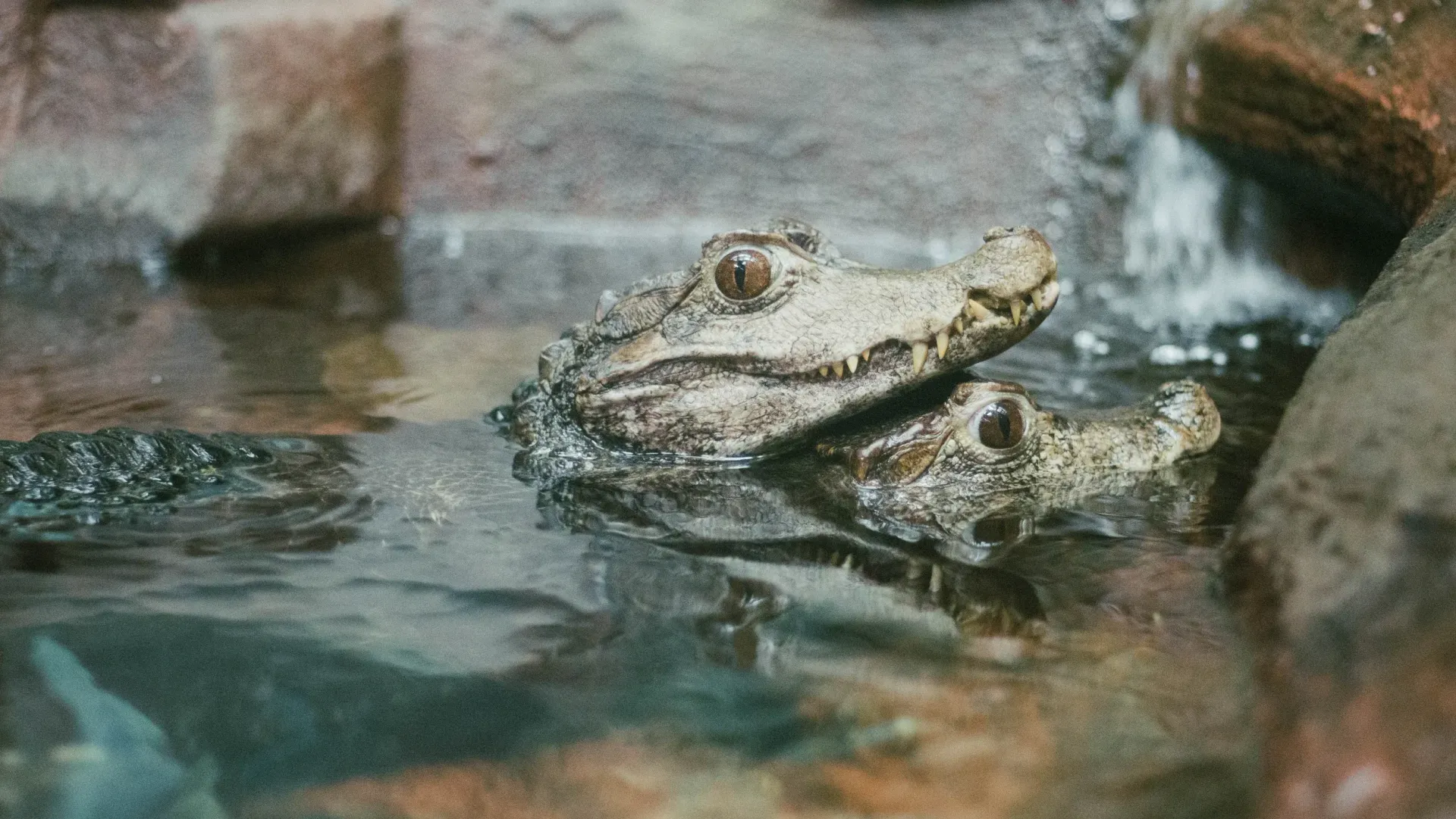 Two baby crocodiles are swimming in a pond.