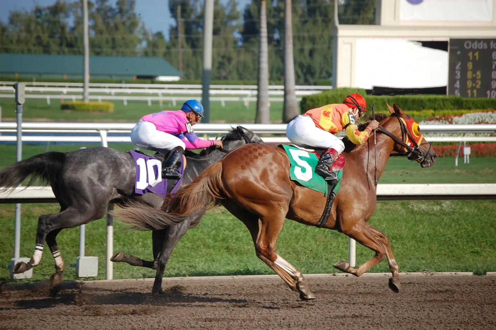 Three horses are racing on a track and one has the number 5 on its saddle
