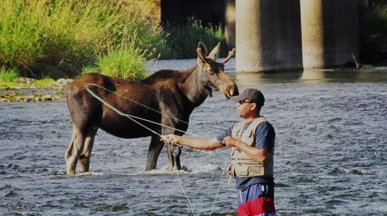 A person fly-fishing in a river, moose standing nearby in the water.