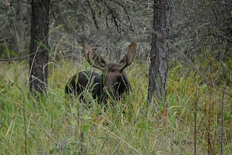 Moose with large antlers standing in tall grass and near trees.