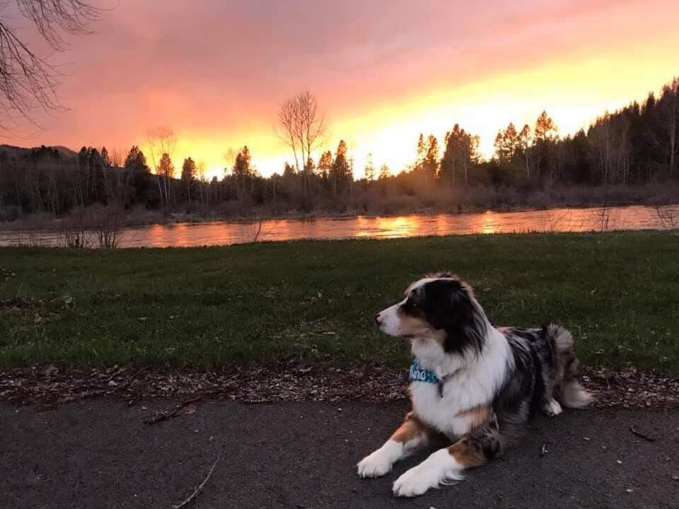Australian Shepherd dog lying on the ground, looking at a vibrant sunset over a river and trees.