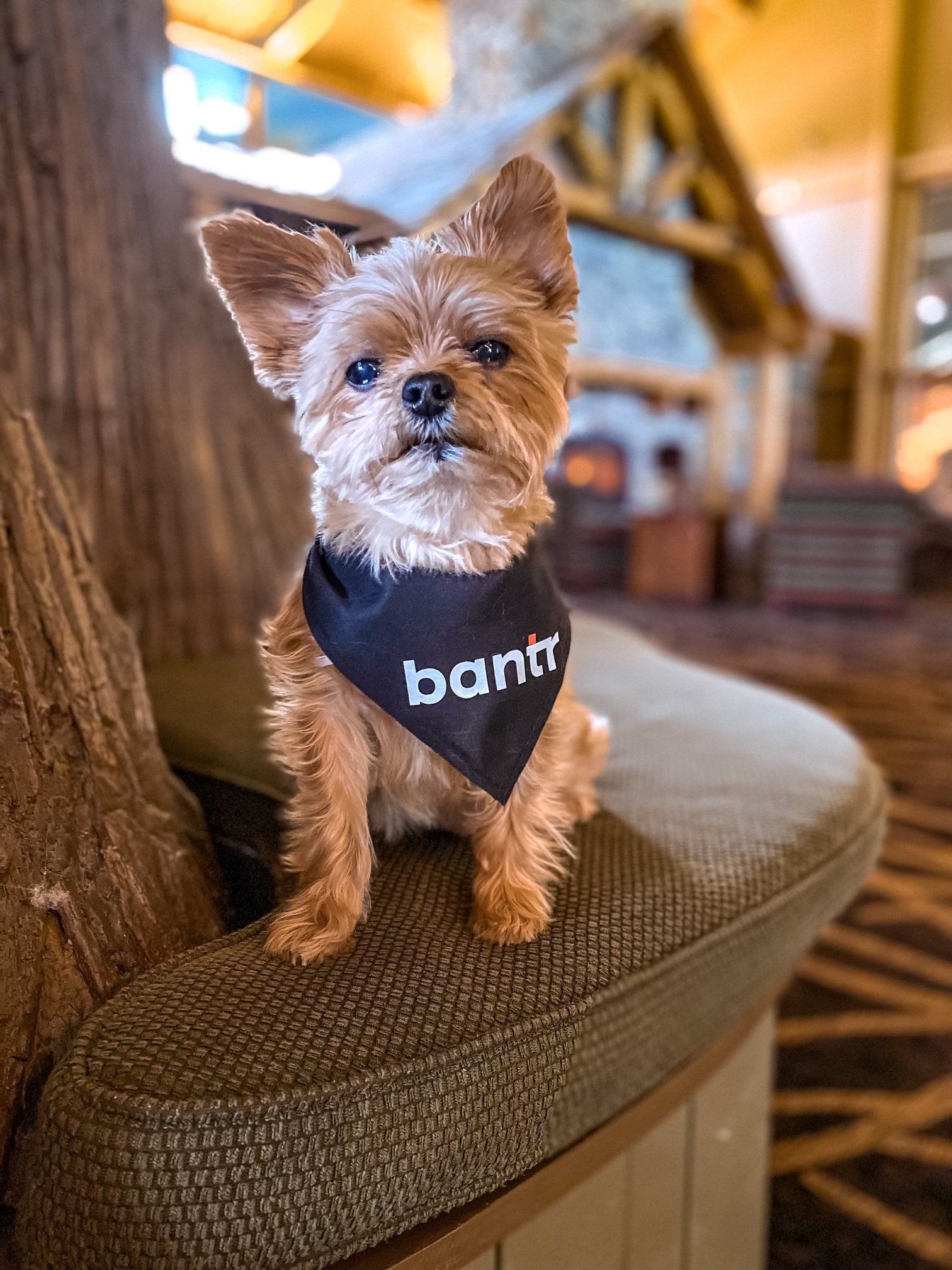 dog with bantr bib