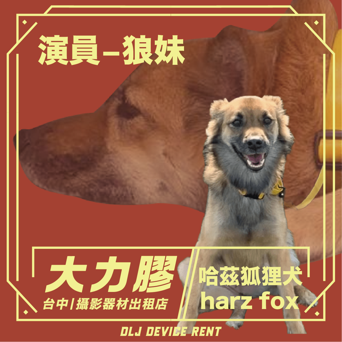 一隻戴著項圈的狗,項圈上用中文寫著「狼姐」。包括“哈茲狐狸”和“設備租賃”。