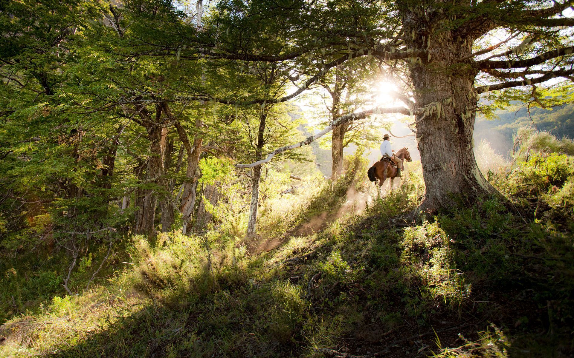 Bosque iluminado por el sol con jinete a caballo.
