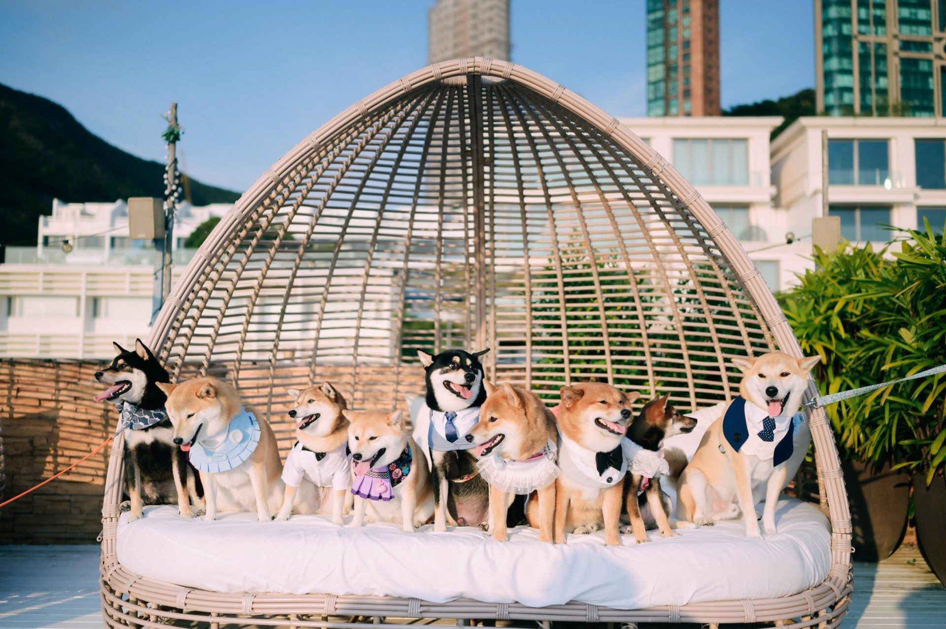 Ten Shiba Inus wearing outfits posing on a large wicker lounger outdoors.