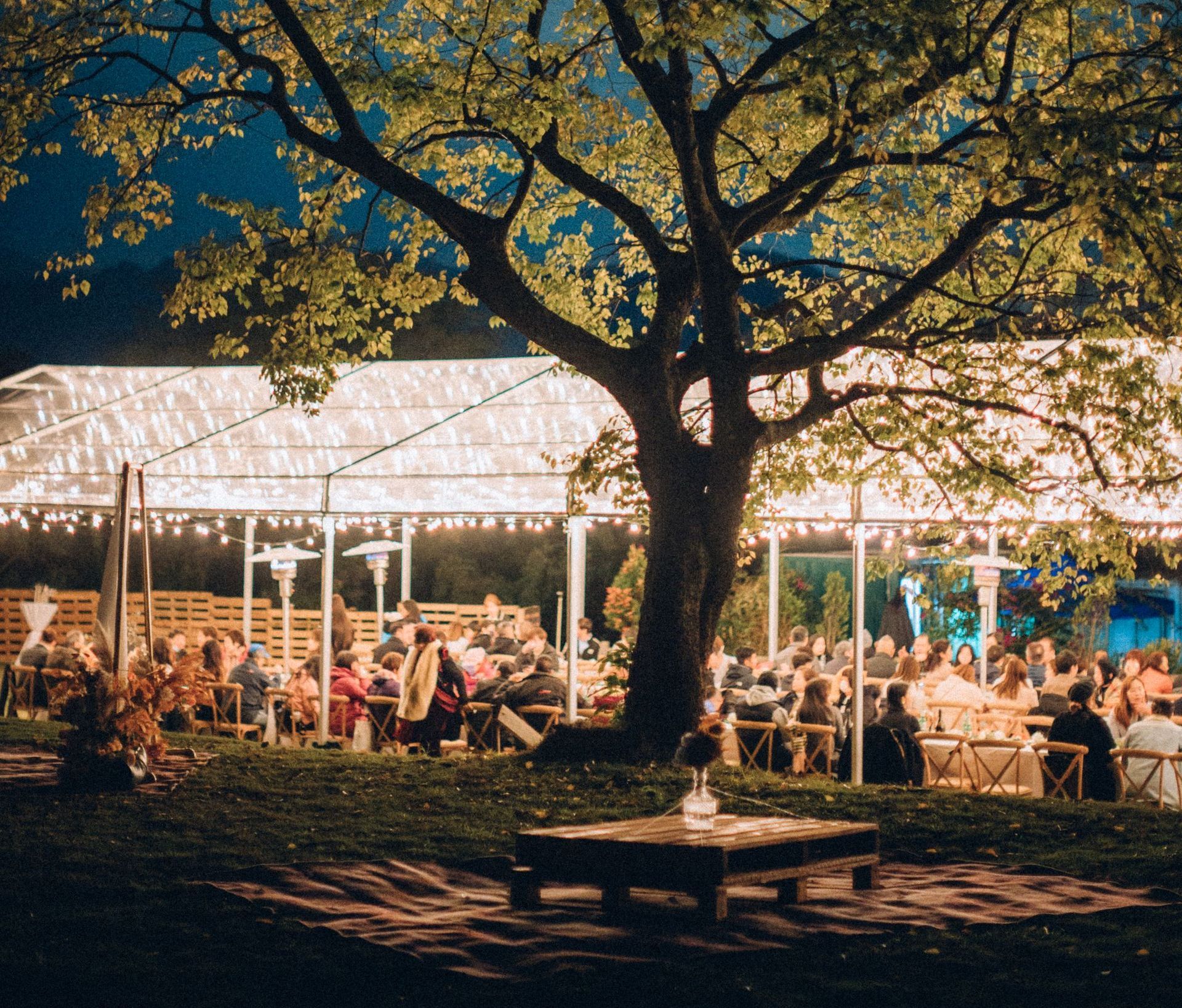 Outdoor nighttime event under a canopy with string lights; people seated at tables under a large tree.