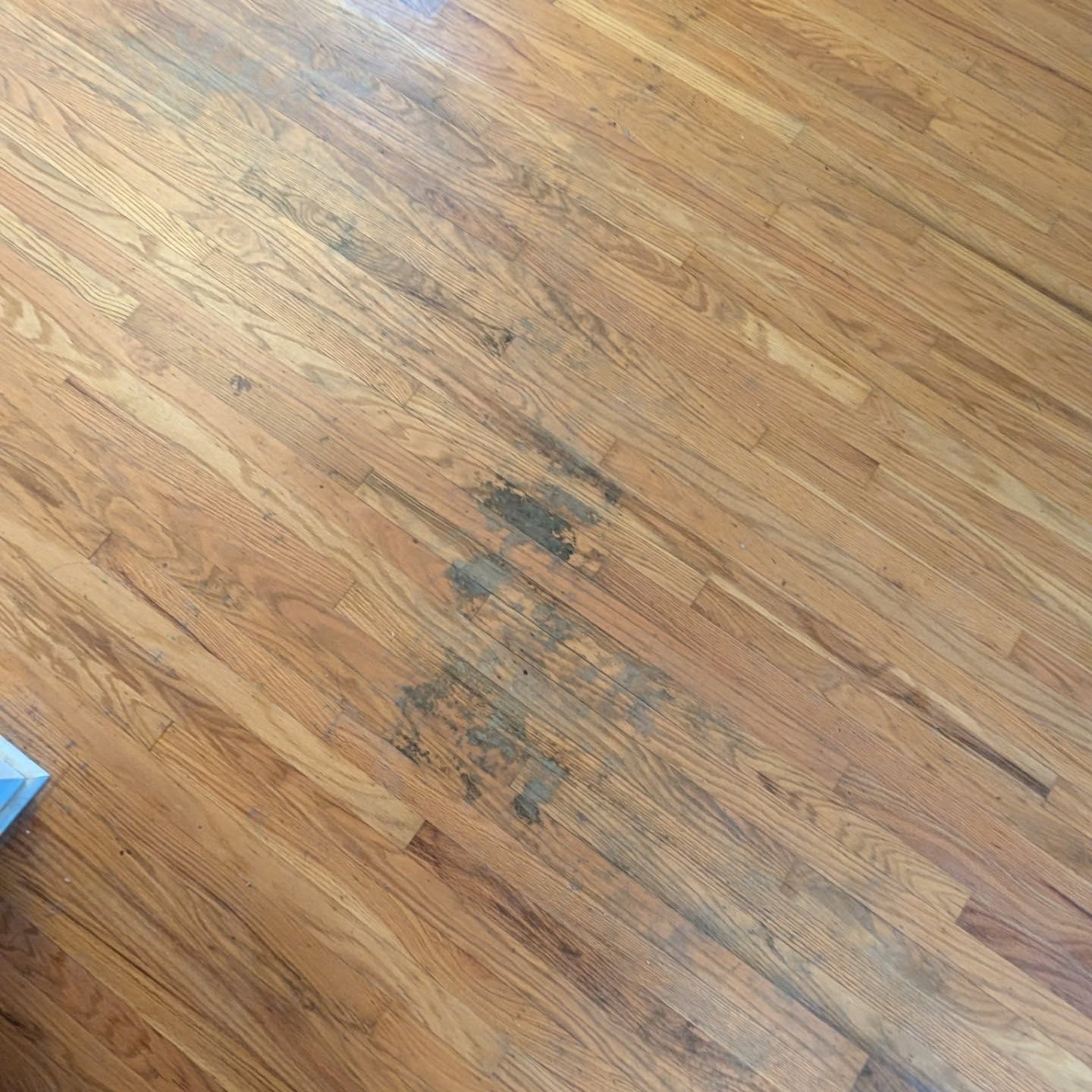 Scuffed hardwood floor with dark stains near the center and a small blue object at the lower left.