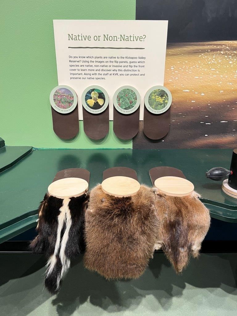 Display: Skunk tail, two animal paws, and information about native/non-native species with circular images.
