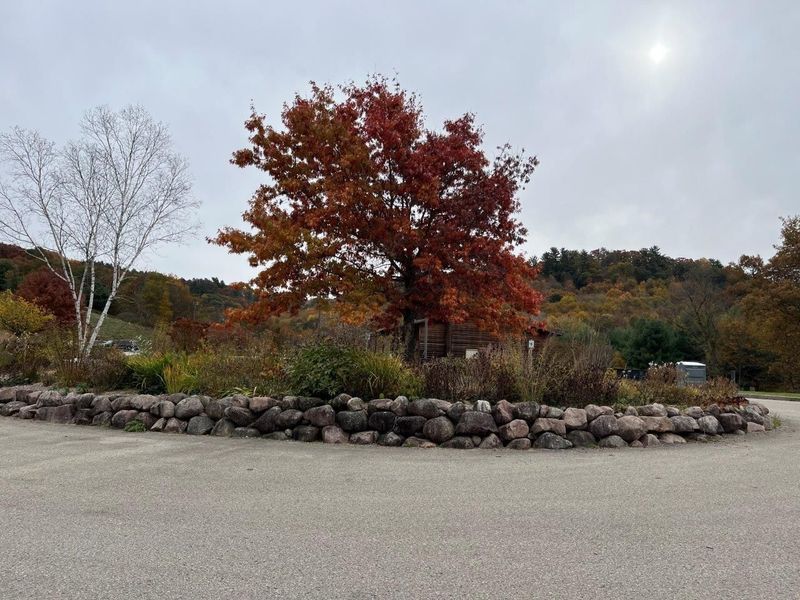 Autumn trees with red and gold leaves in a stone-walled garden bed on a cloudy day.