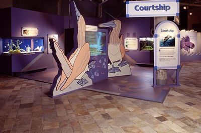 Exhibit on courtship with cartoon blue-footed boobies. Purple and blue displays, information boards.