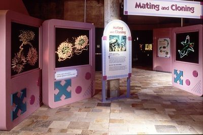 Museum exhibit: pink structures with biology displays, labeled 