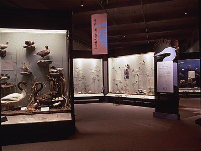 Museum exhibit with bird specimens in illuminated glass display cases.