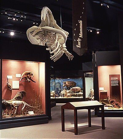 Museum exhibit: whale skeleton suspended, glass display cases with mammal displays, banner reading 