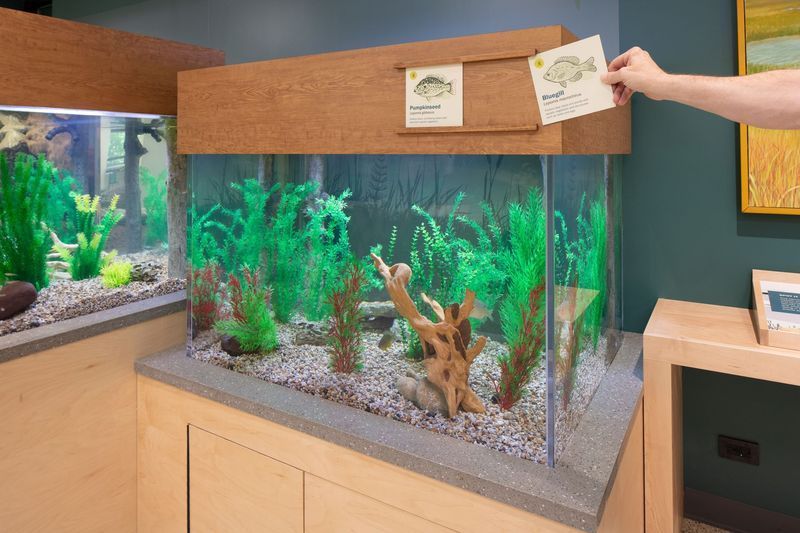 Aquarium with fish, plants, and signage. Hand holding a card, blue-green walls, and light wooden cabinets.