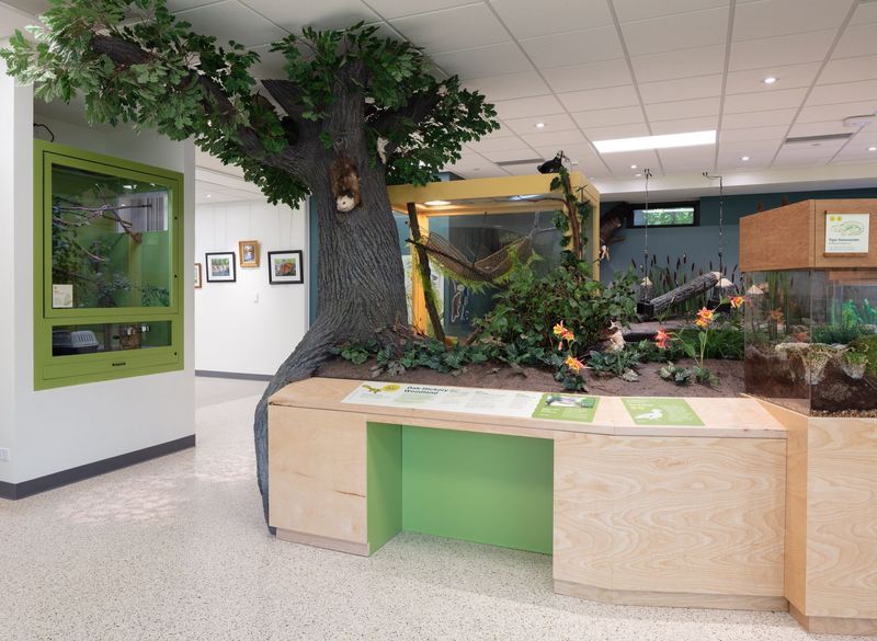 Museum exhibit featuring a large tree with leaves and various displays, including an aquarium and information boards.