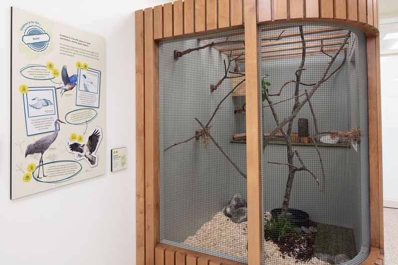 Bird exhibit with informational poster. Wooden cage with branches and rocks, next to a white wall.