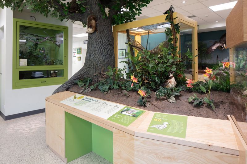 Indoor nature exhibit featuring a large faux tree, soil, plants, and enclosed animal habitats.