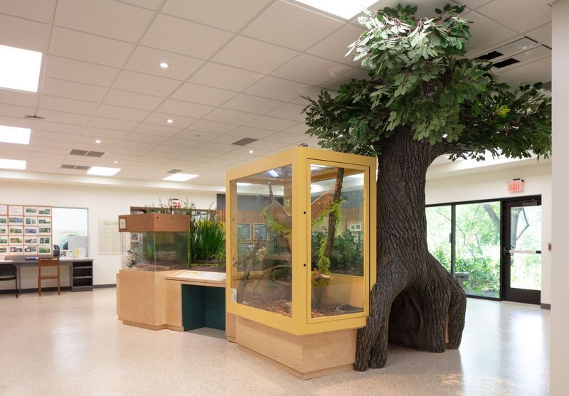 An exhibit in a room: a large tree sculpture next to a glass reptile enclosure, a desk, and a whiteboard.