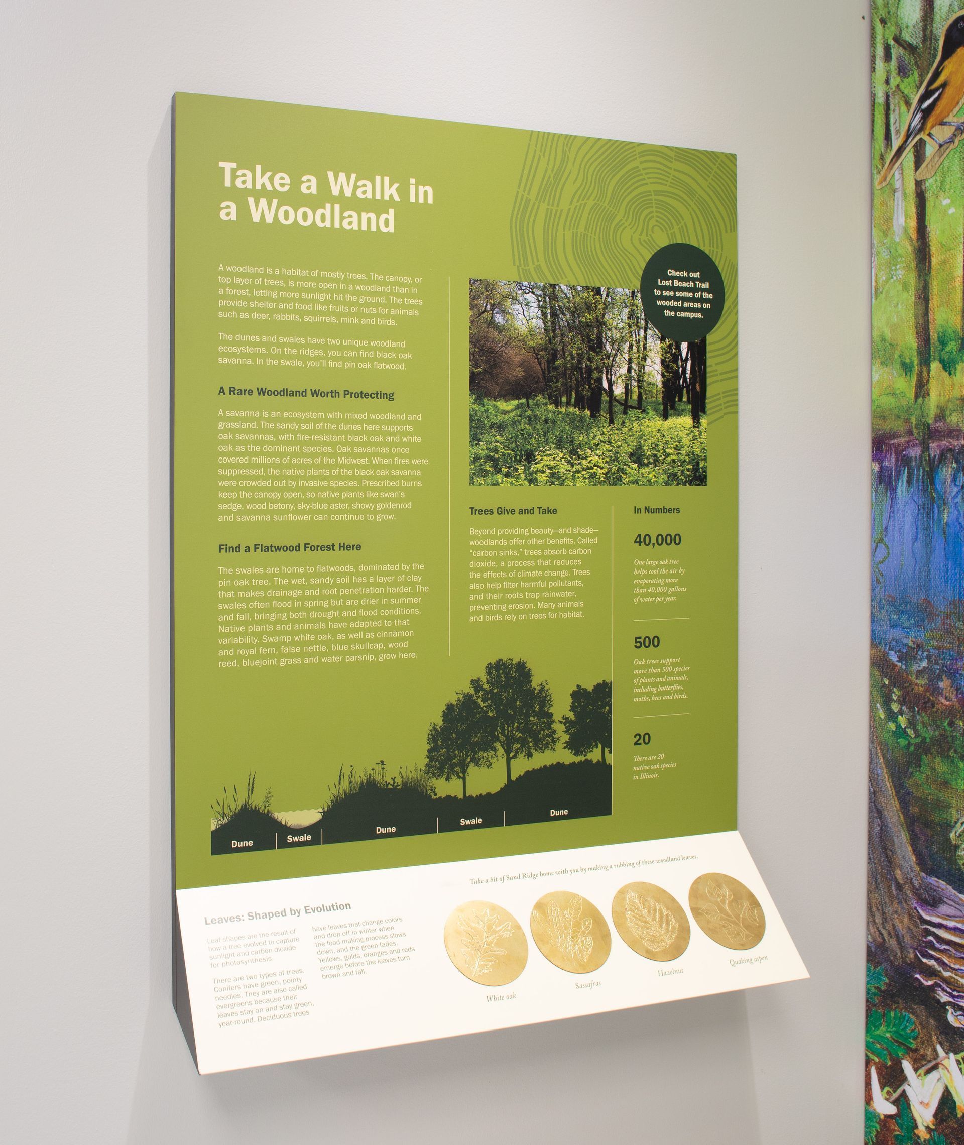 Green woodland information sign with text, photo, and coins on a wall.