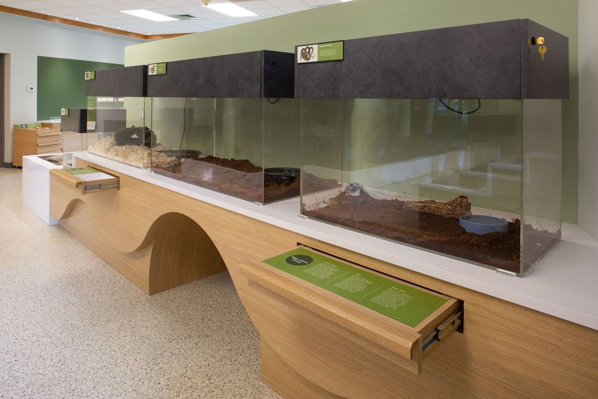 Aquariums in a display case with interactive panels.