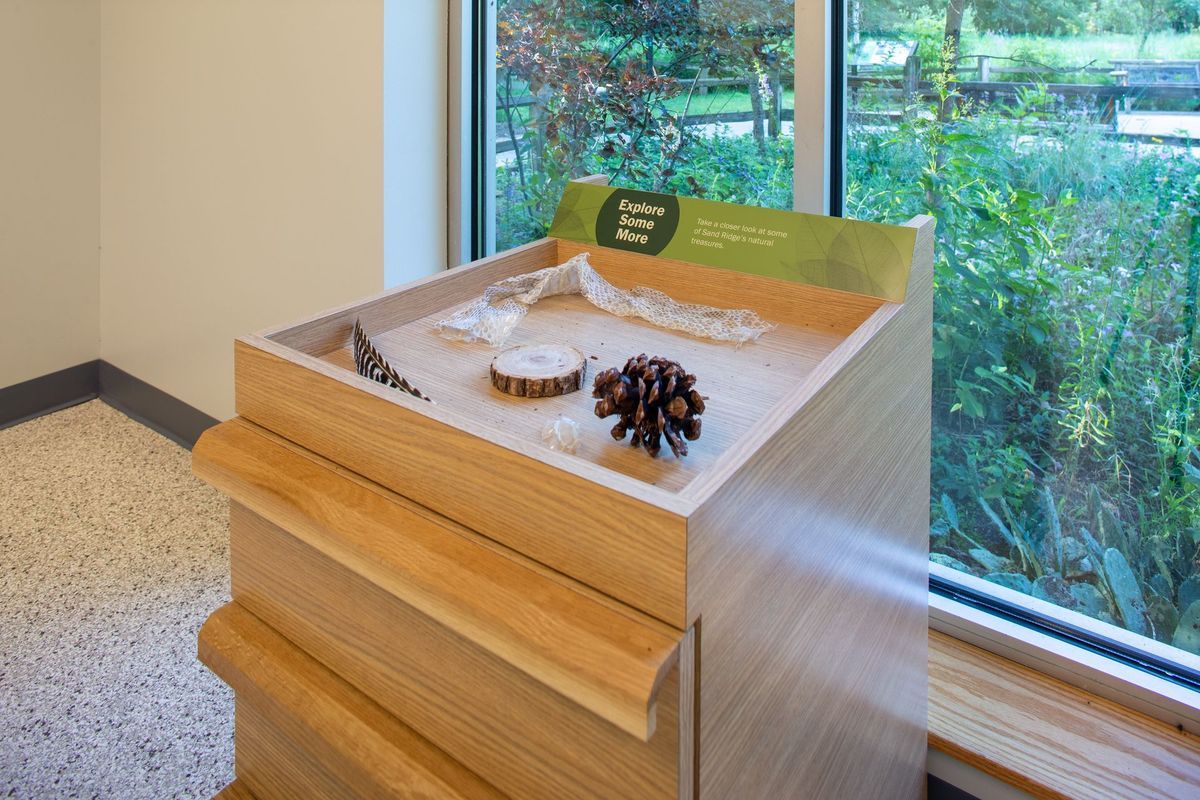 Wooden display case with natural objects, near a window overlooking greenery.