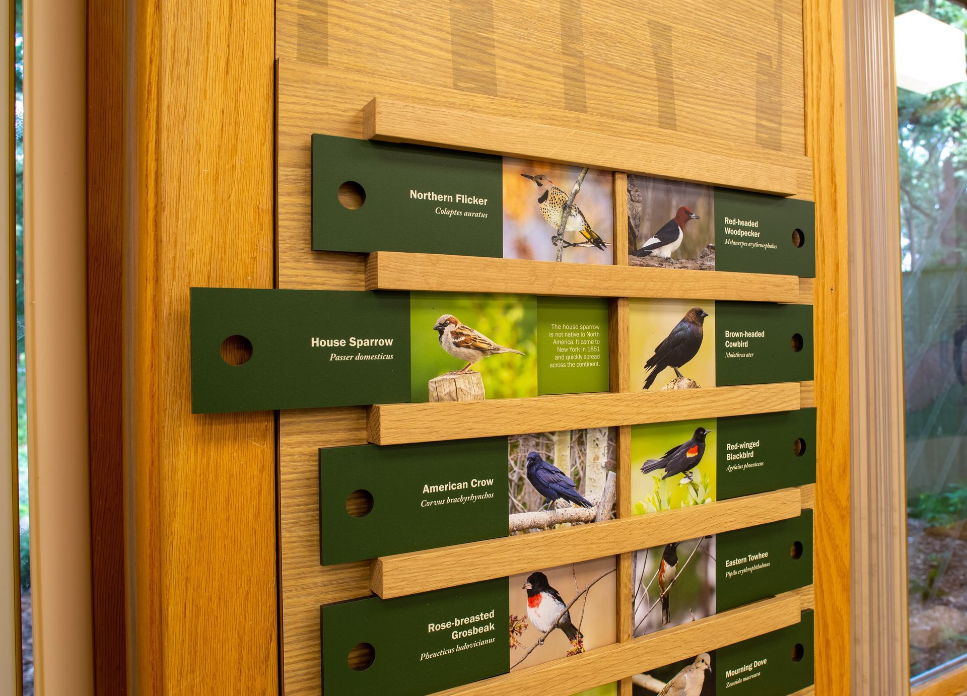 Display with bird photos and text on cork and green panels. Mounted on a wooden wall.