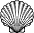 A black and white drawing of a sea shell on a white background.