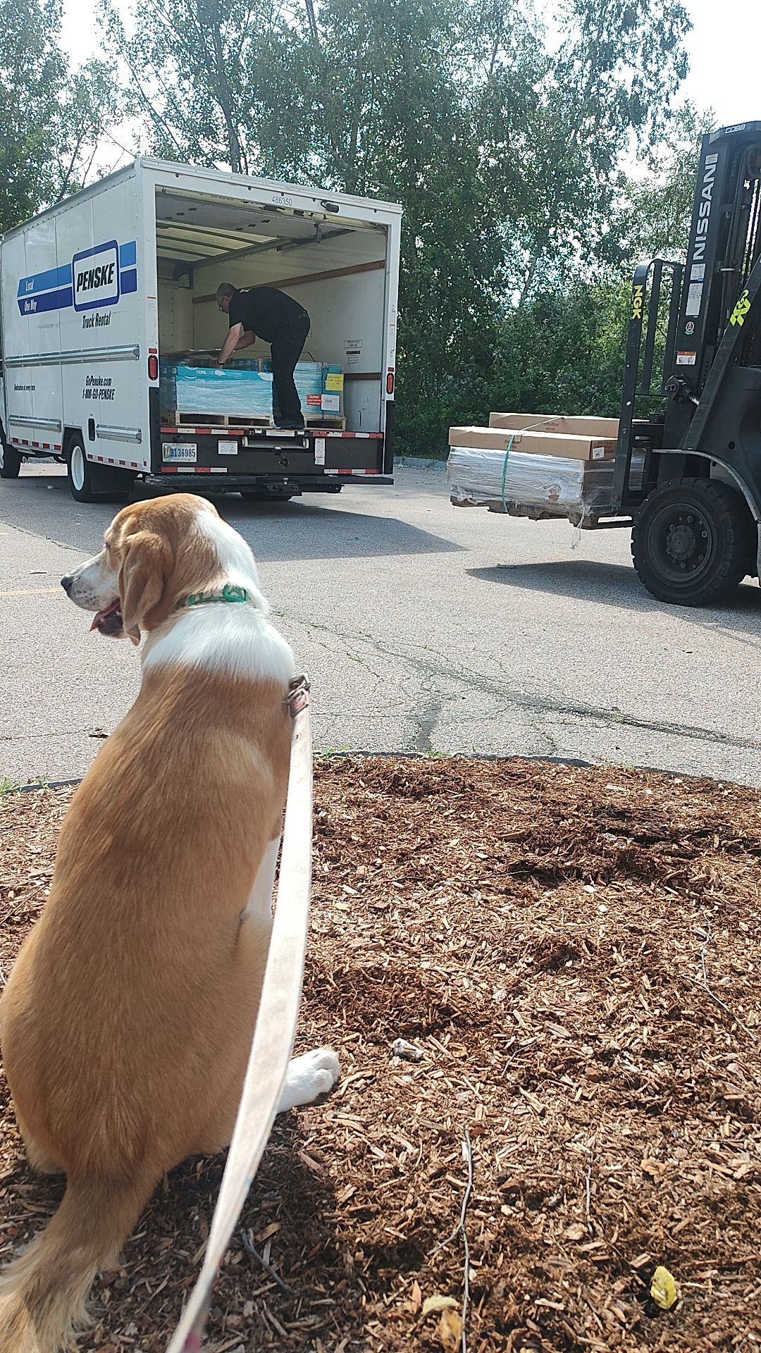 Dog sitting on mulch watching a moving truck being unloaded in a parking lot