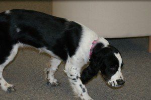 Meet Nelly, the unofficial mascot of Electric Advisors. Meet Nelly, the unofficial mascot of Electric Advisors.