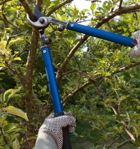 Photo of a worker with long shears pruning trees to promote healthy branch growth in Blacktown, NSW