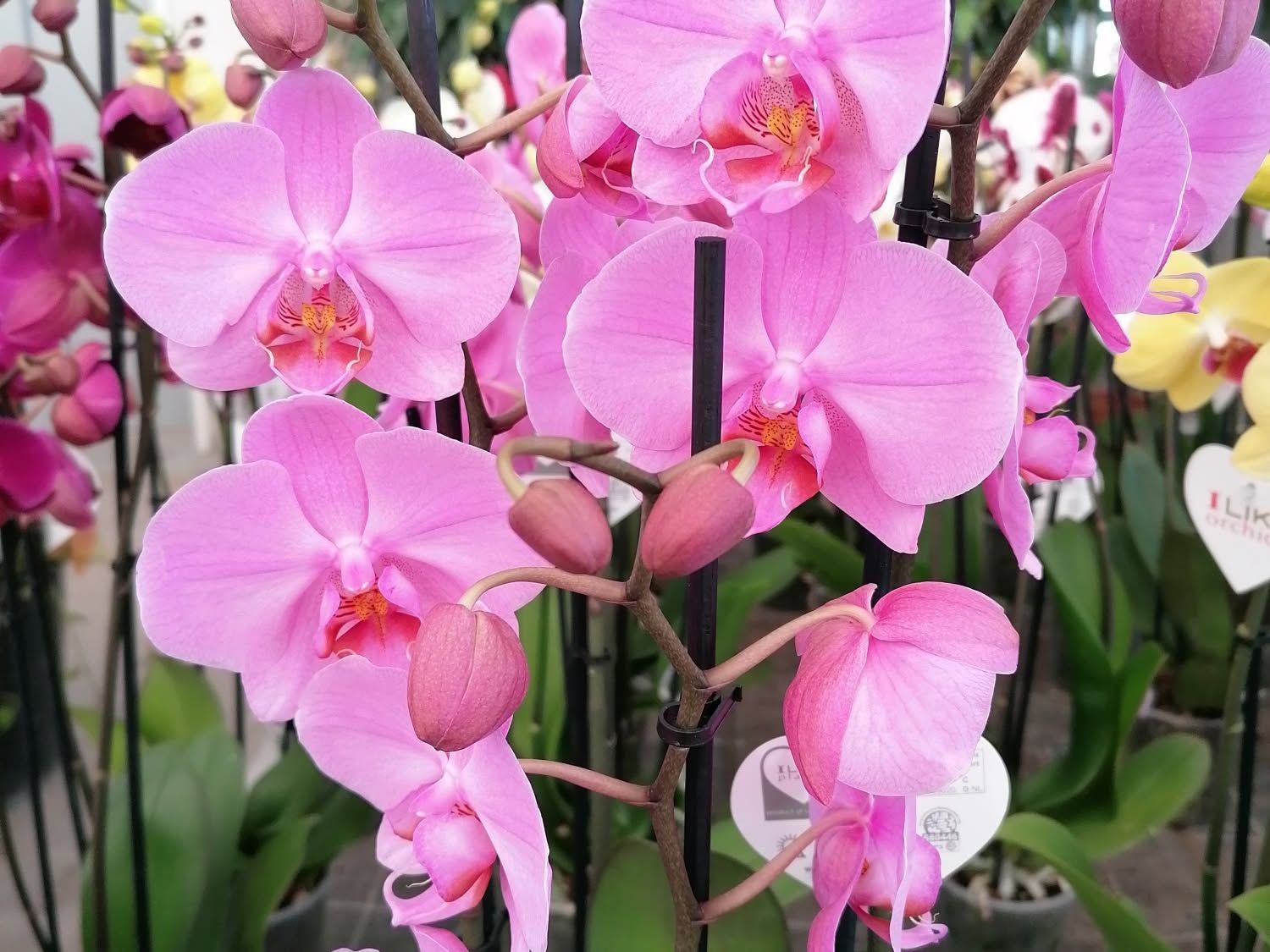 fiori