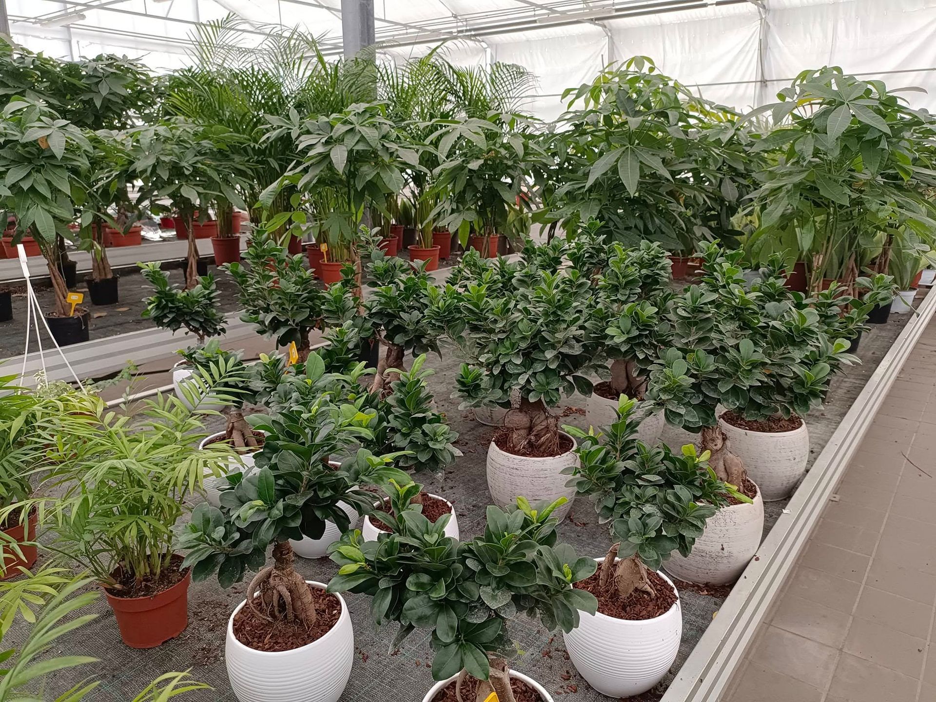 garden iobbi