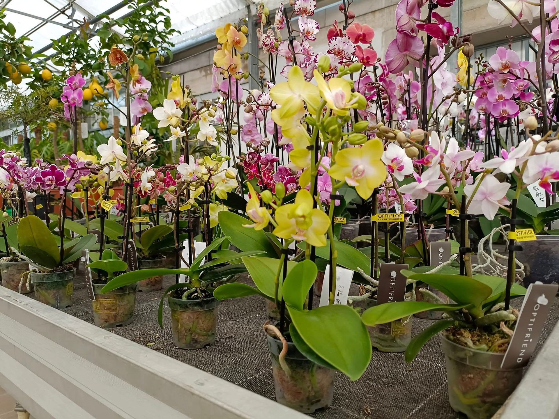 garden iobbi