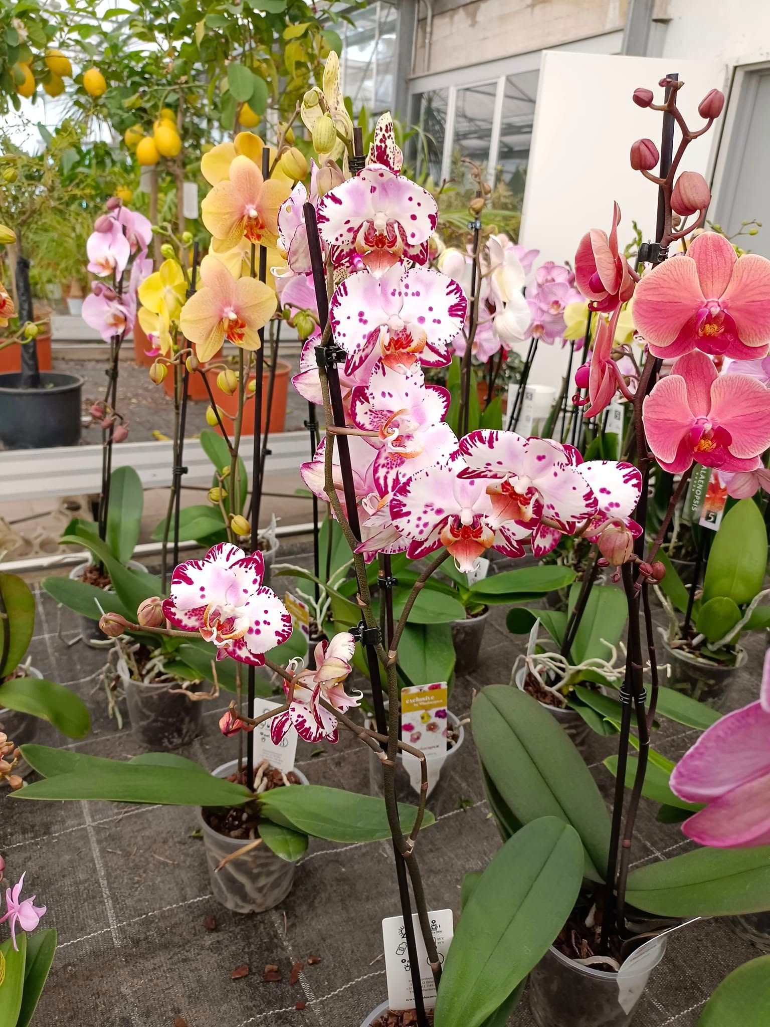 garden iobbi