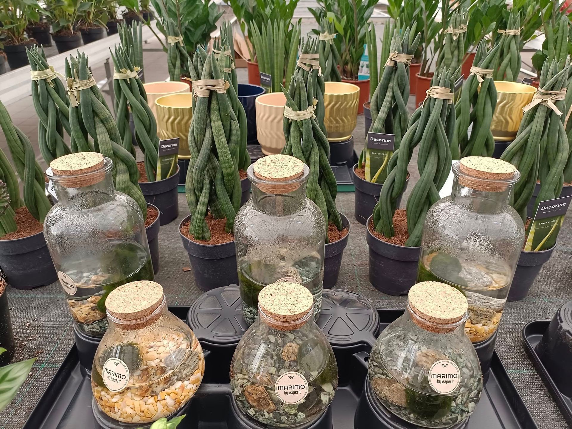 vivaio
