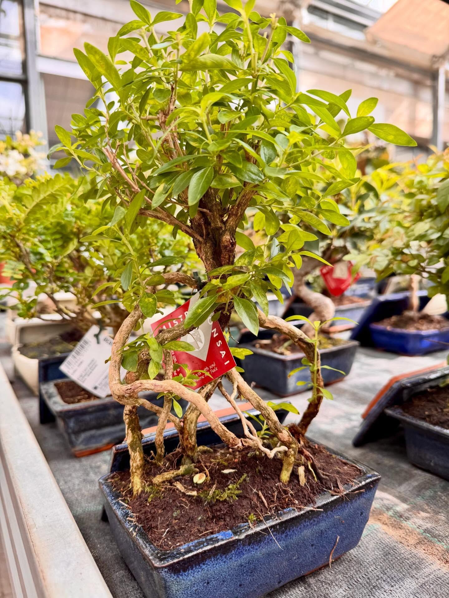 garden iobbi