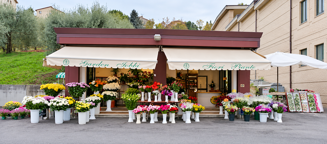 Fiori bianchi con cinque petali e foglie verdi in una pianta in vaso, vista ravvicinata