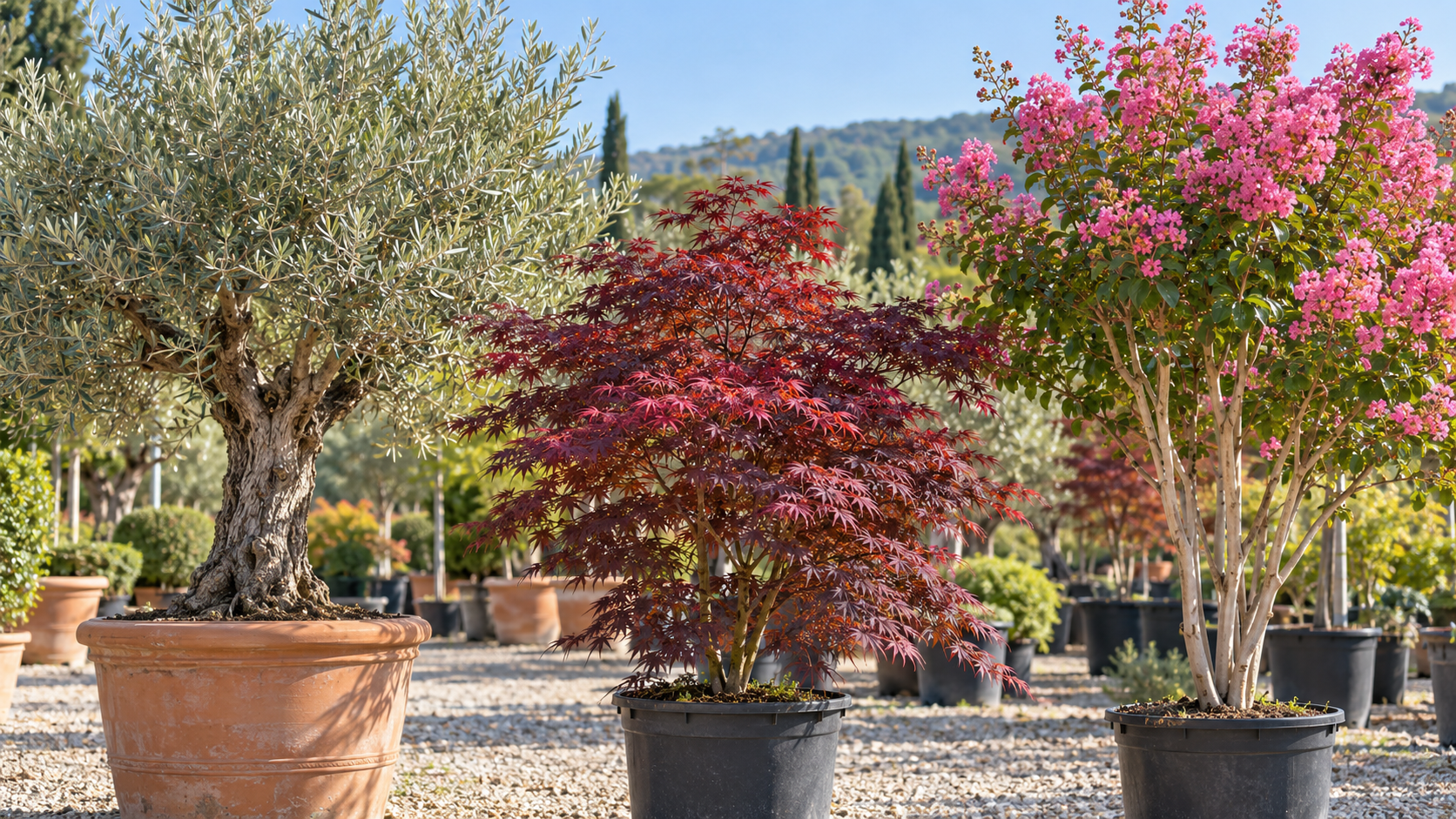 Alberelli e arbusti ornamentali in vaso in un vivaio all’aperto soleggiato, tra cui piante con fiori rossi e rosa