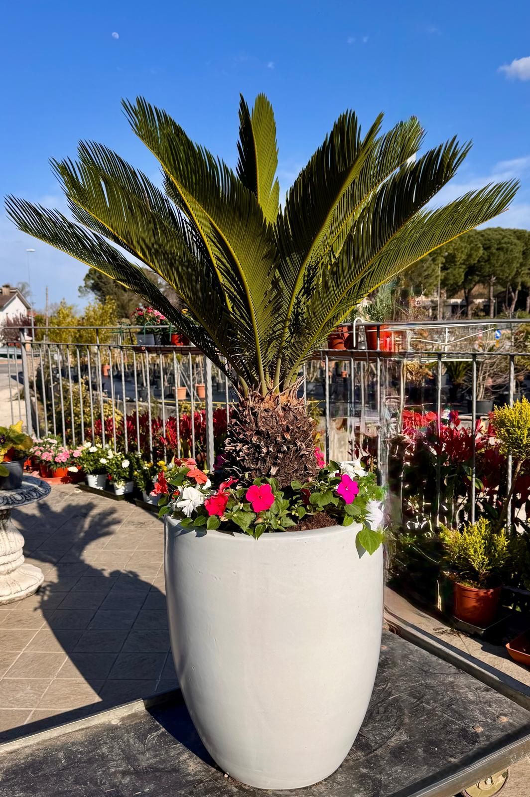 Primo piano di una rigogliosa pianta da appartamento con foglie lucide e variegature a sottili strisce bianche.
