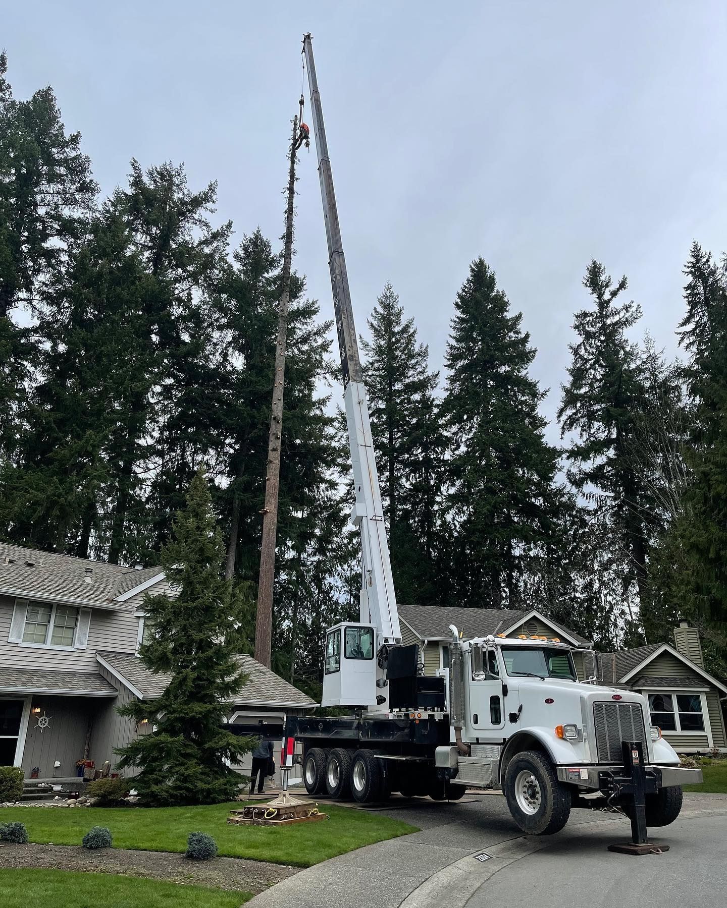 Emergency Tree Service Removal Seattle