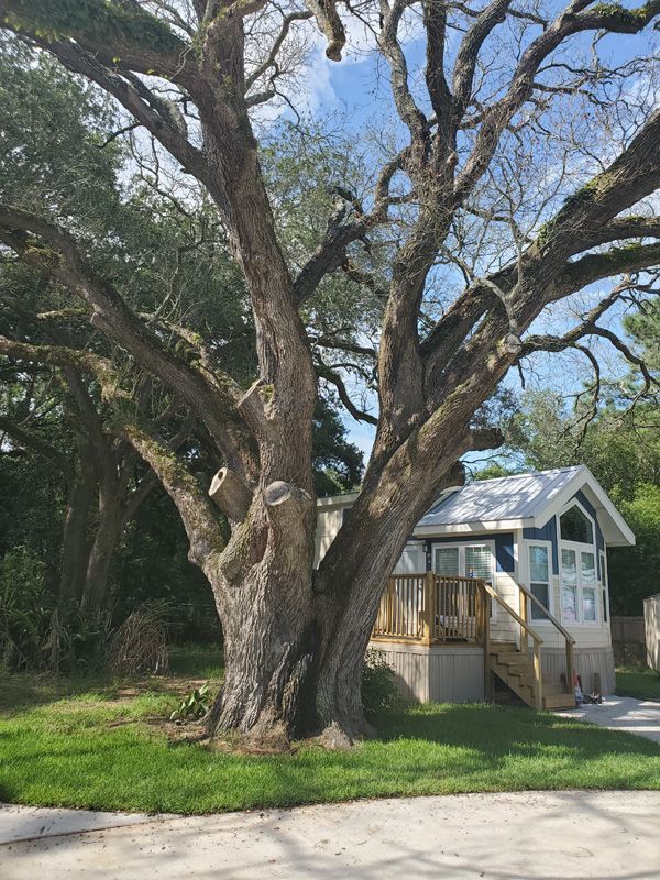 Arborist Consultation Seattle