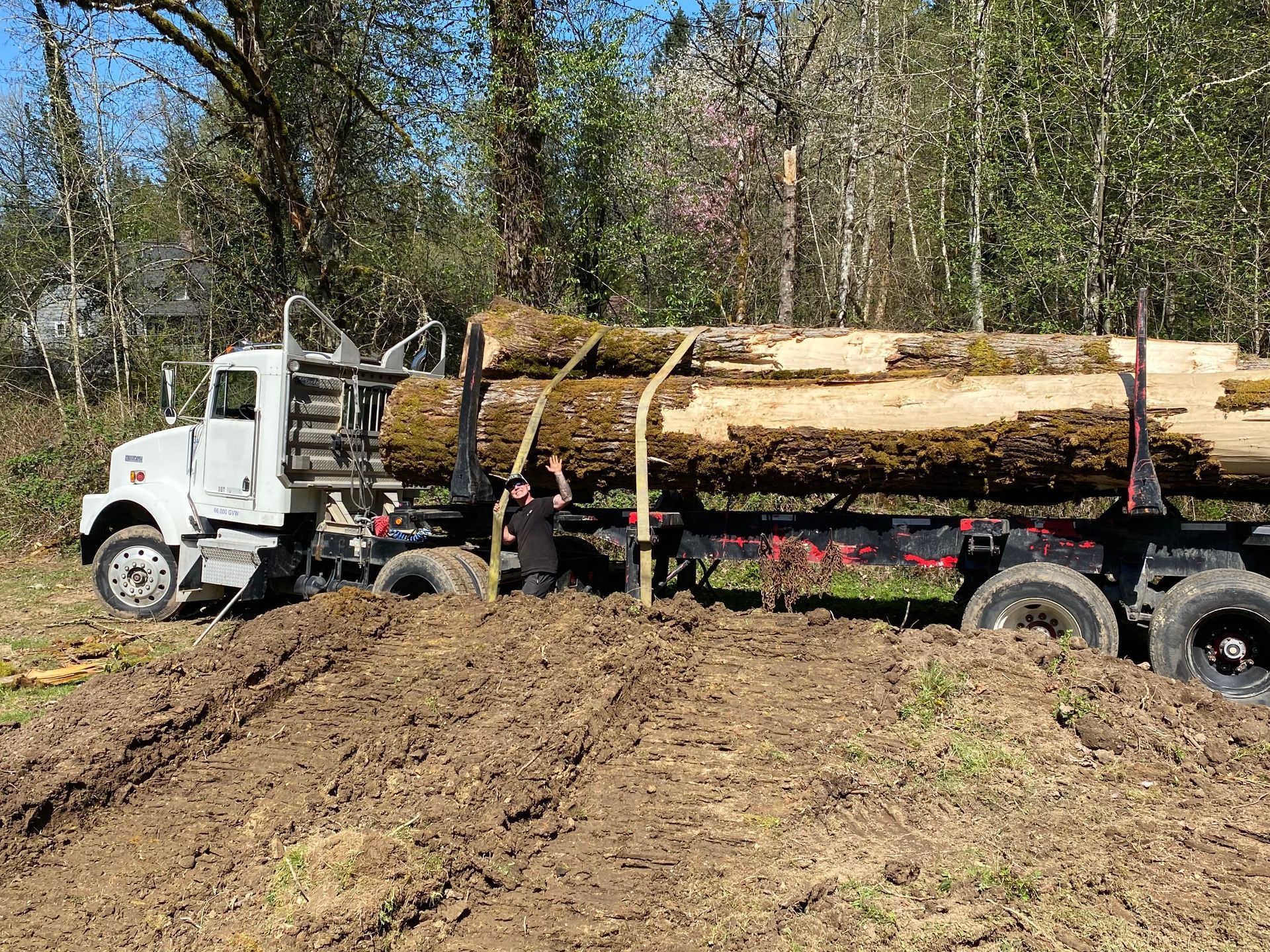 Tree Removal Bellevue 