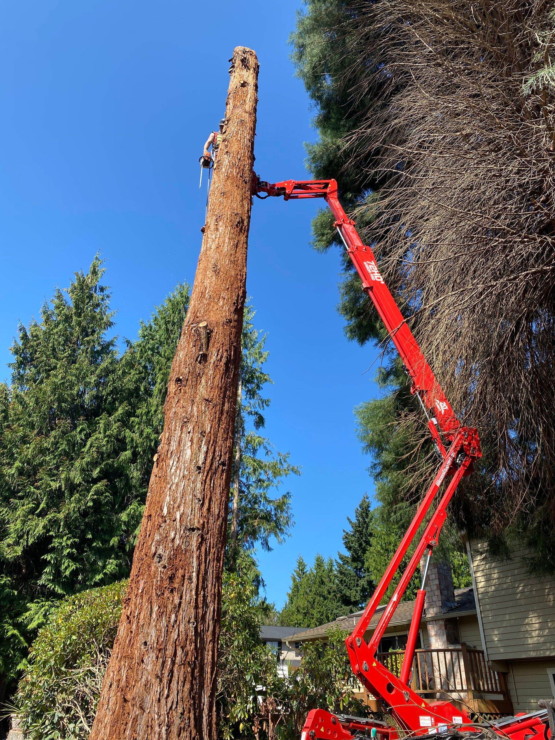 Arborist Bellevue 