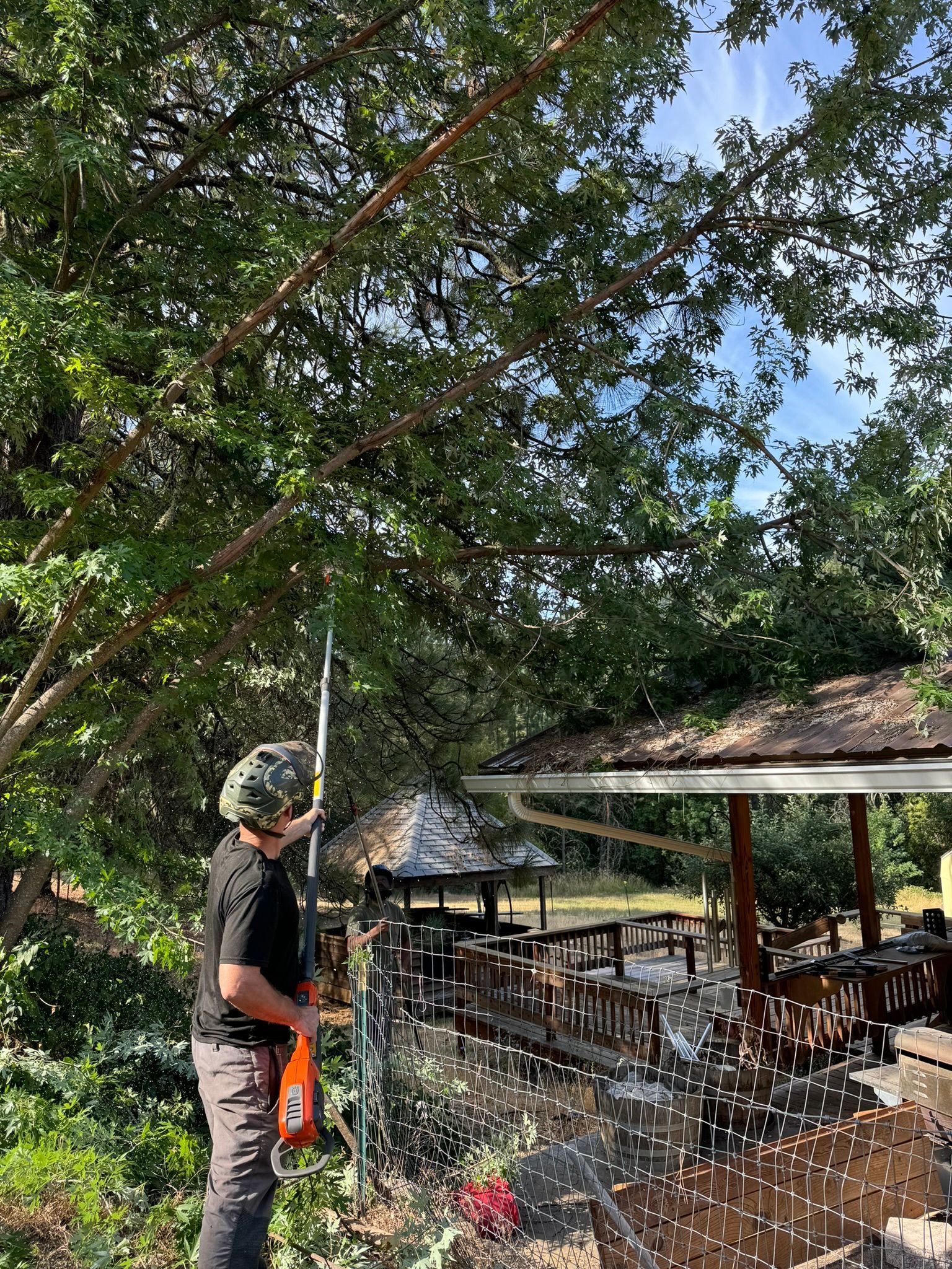 Professional Arborist Tree Health Assessment: What's Included & Why Homeowners Need One