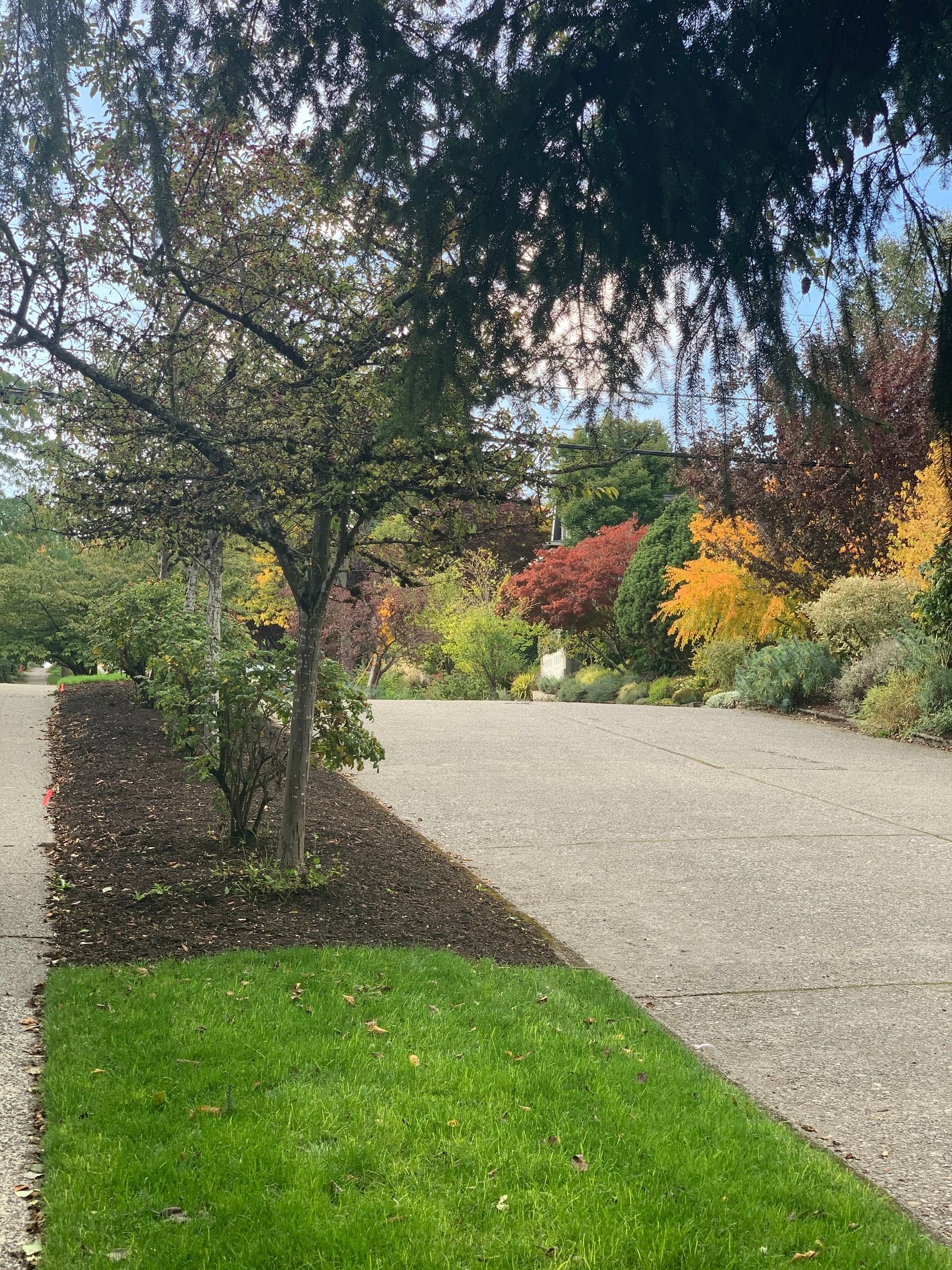 Arborist Redmond 