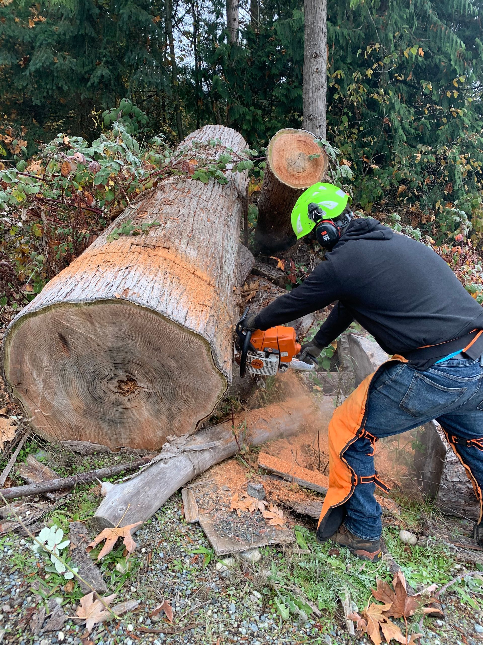 Tree Removal Sammamish