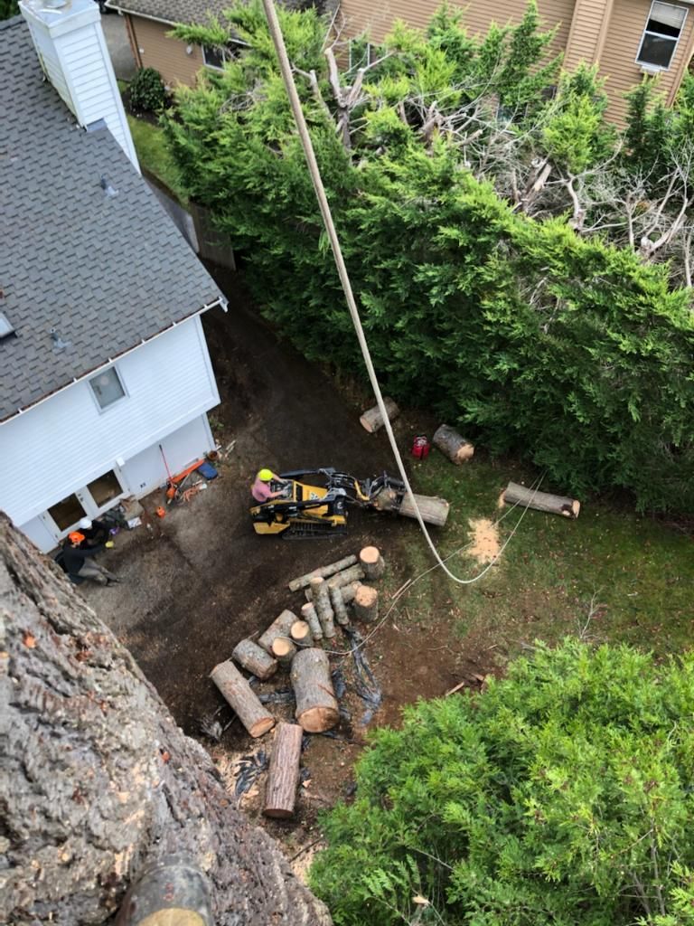 Tree Removal Redmond