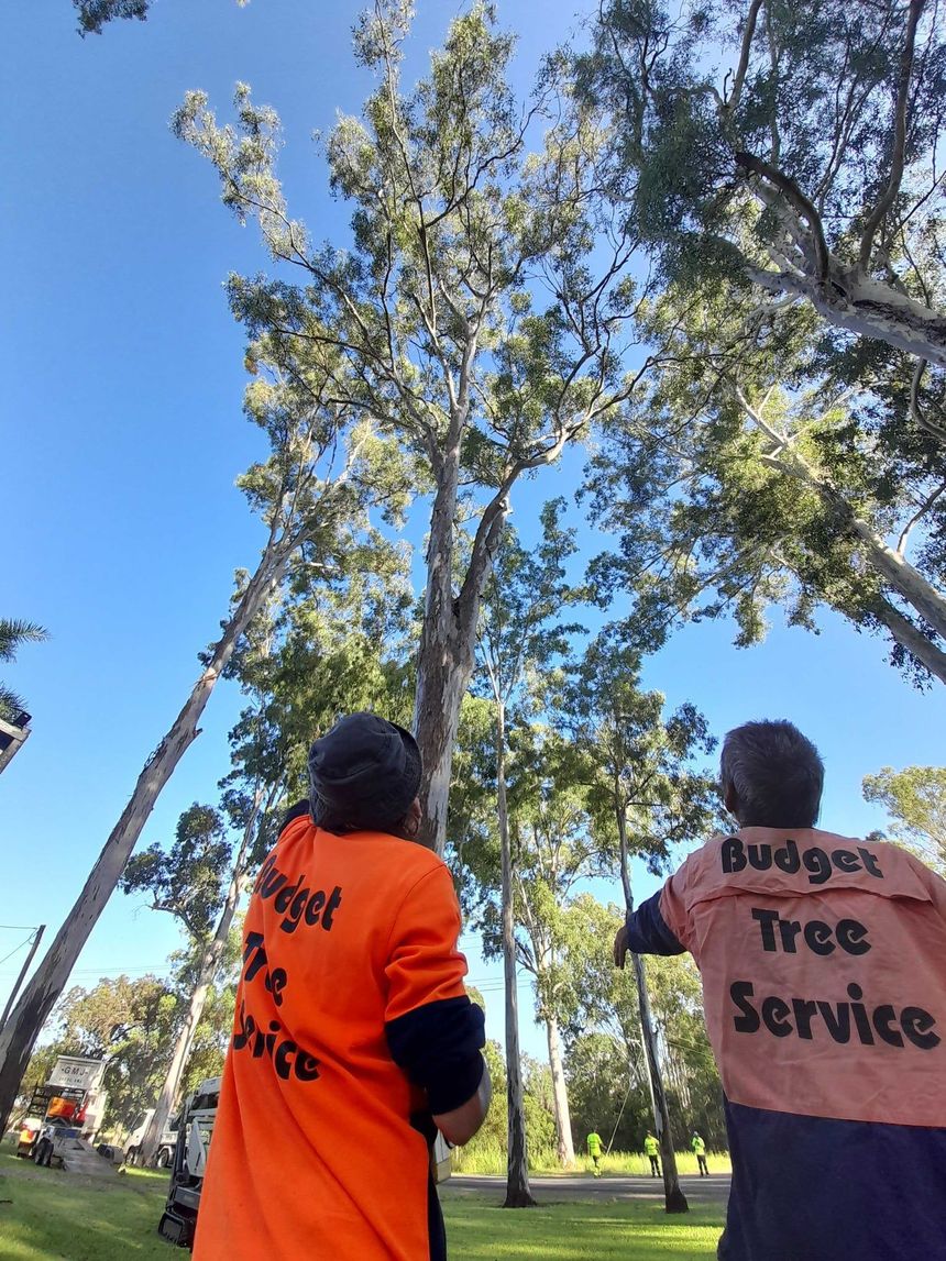 Two people in orange safety shirts stand in a park under tall trees, looking upward.